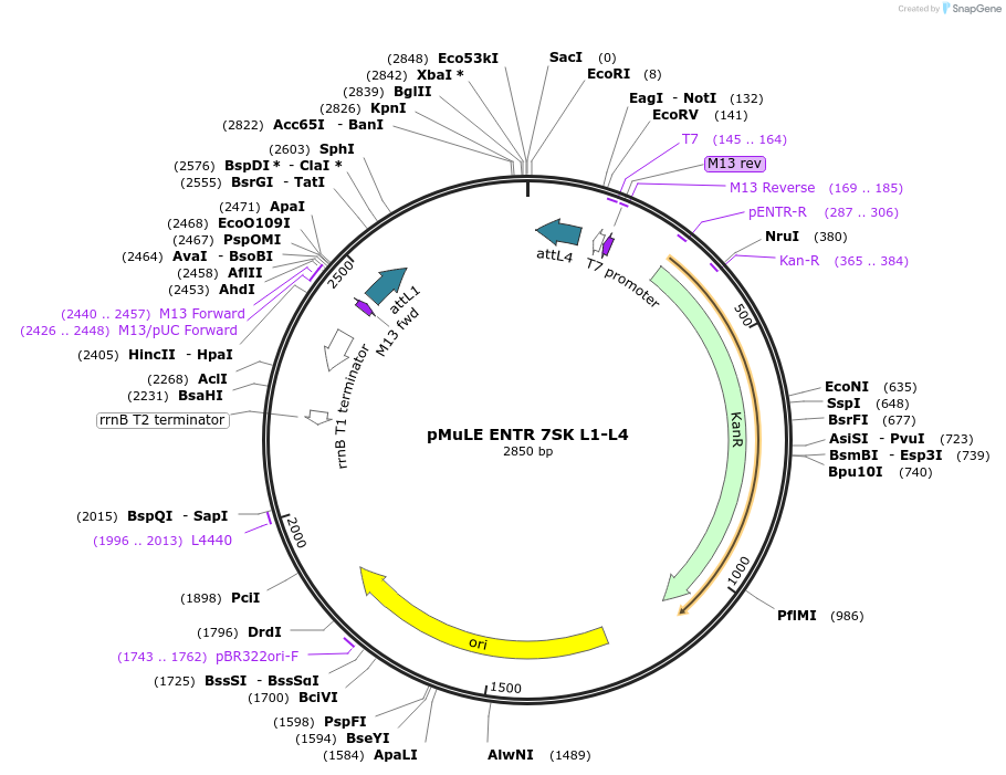 62110-plasmid-map-sequence-id-101399