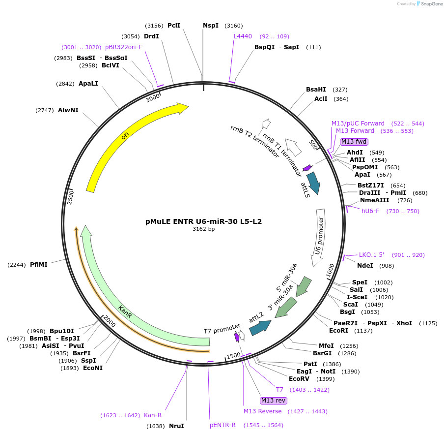 62115-plasmid-map-sequence-id-101404
