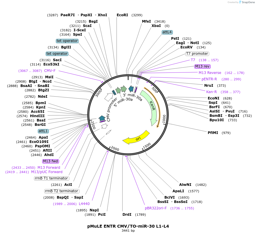 62124-plasmid-map-sequence-id-101408
