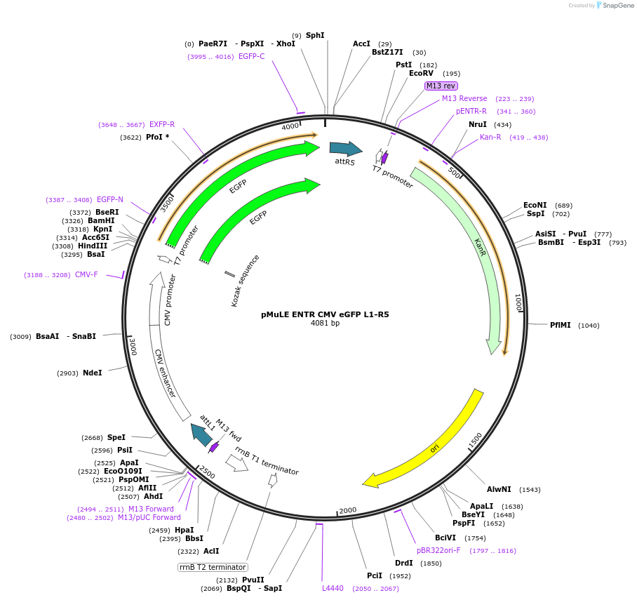 62142-plasmid-map-sequence-id-101426