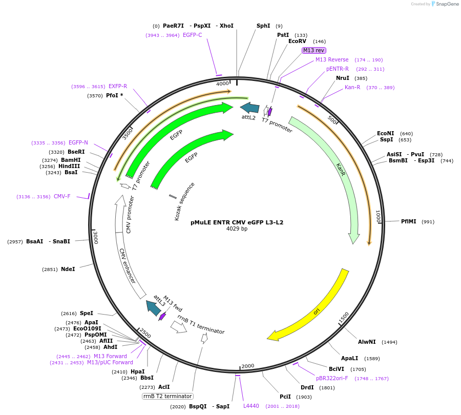 62143-plasmid-map-sequence-id-101427