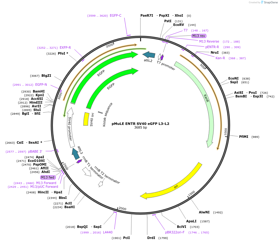 62145-plasmid-map-sequence-id-101429