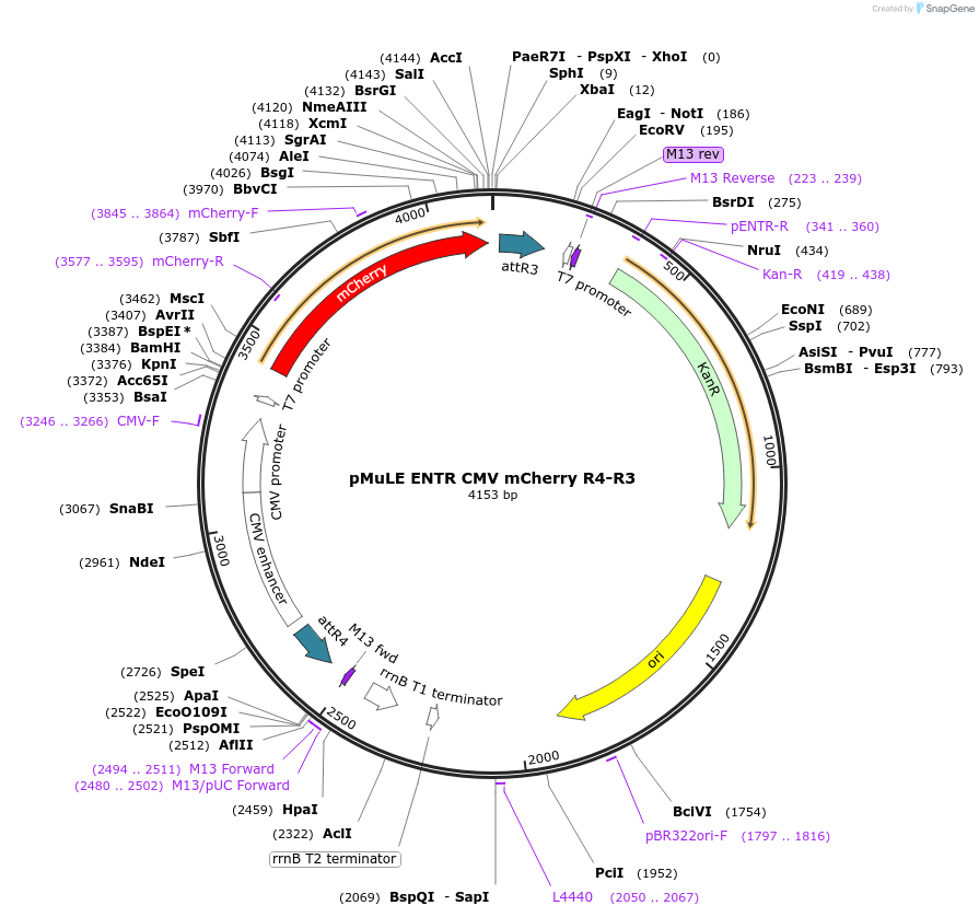 62147-plasmid-map-sequence-id-101431