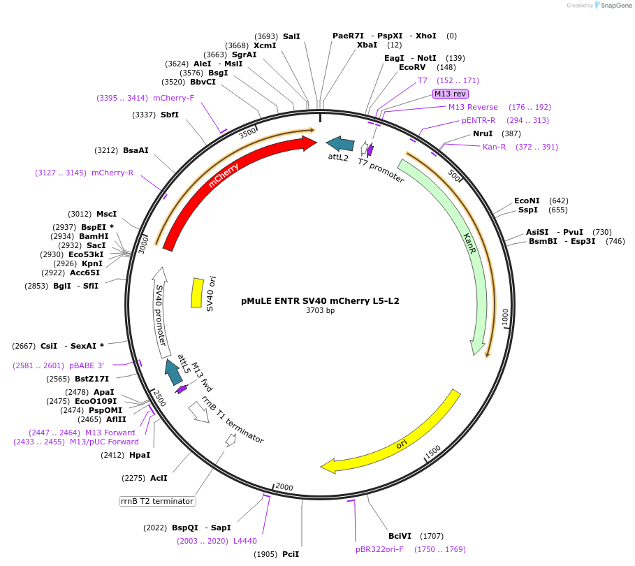 62149-plasmid-map-sequence-id-101433