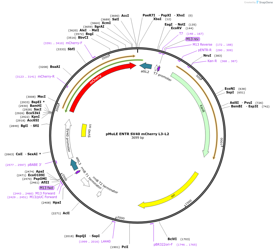 62150-plasmid-map-sequence-id-101434