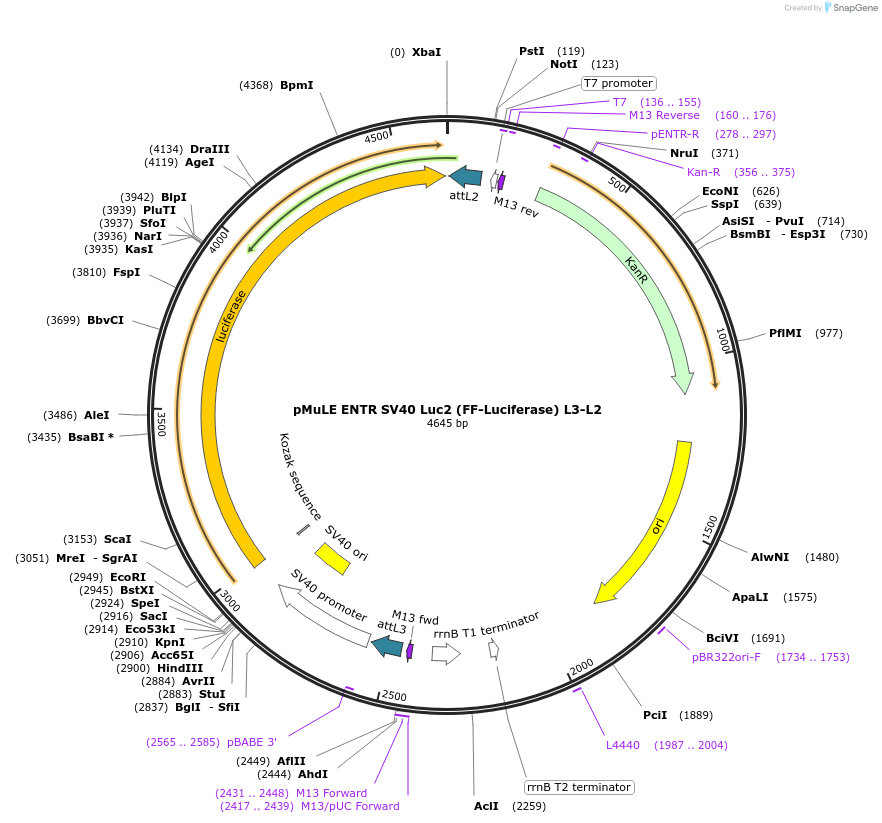 62171-plasmid-map-sequence-id-101455