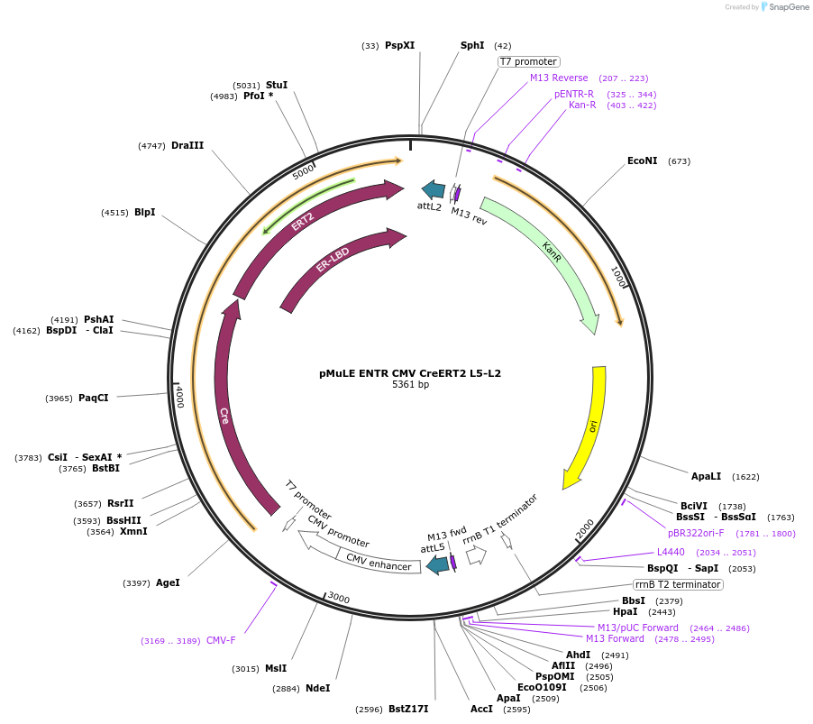 62172-plasmid-map-sequence-id-101456