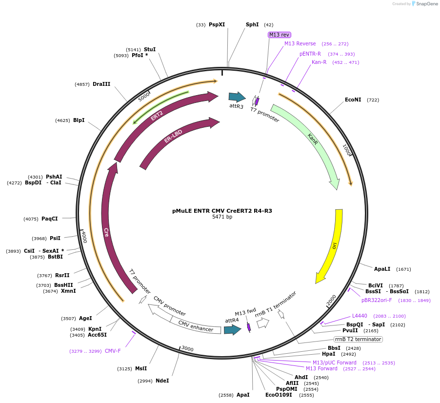 62173-plasmid-map-sequence-id-101457