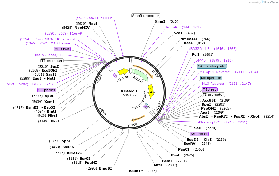 22104-plasmid-map-sequence-id-10146