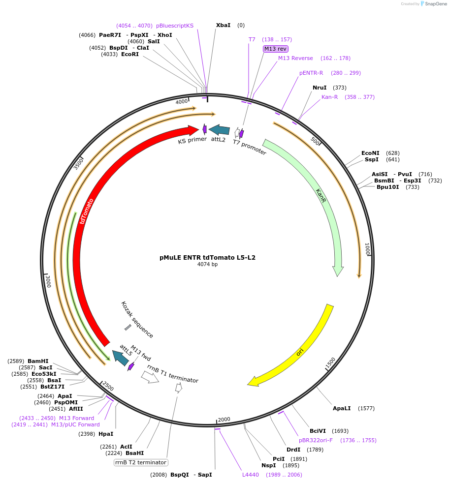 62185-plasmid-map-sequence-id-101466