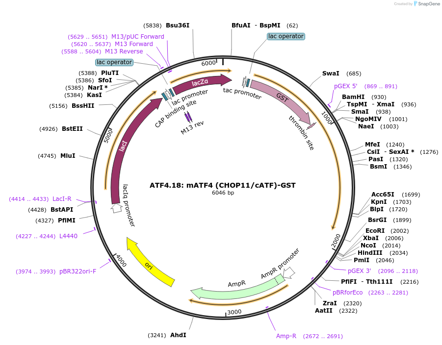 22130-plasmid-map-sequence-id-10147