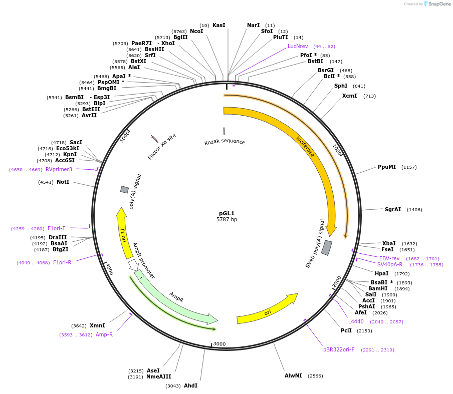48741-plasmid-map-sequence-id-101474