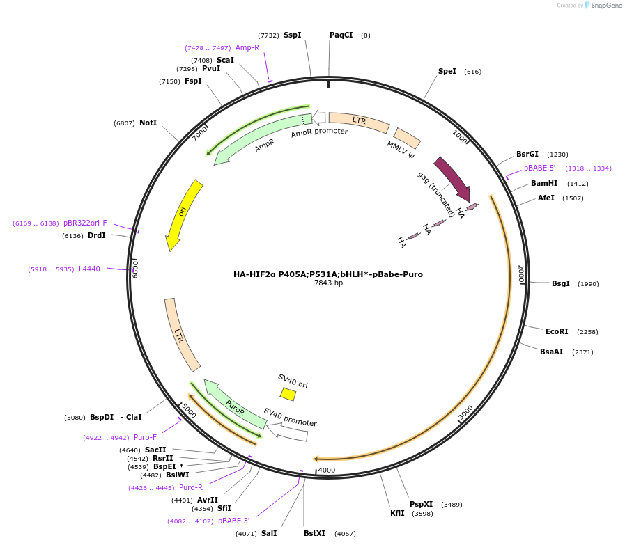 22135-plasmid-map-sequence-id-10153