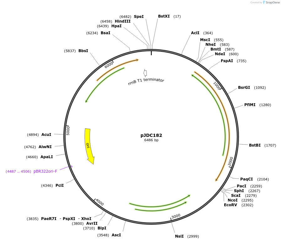 60854-plasmid-map-sequence-id-101561