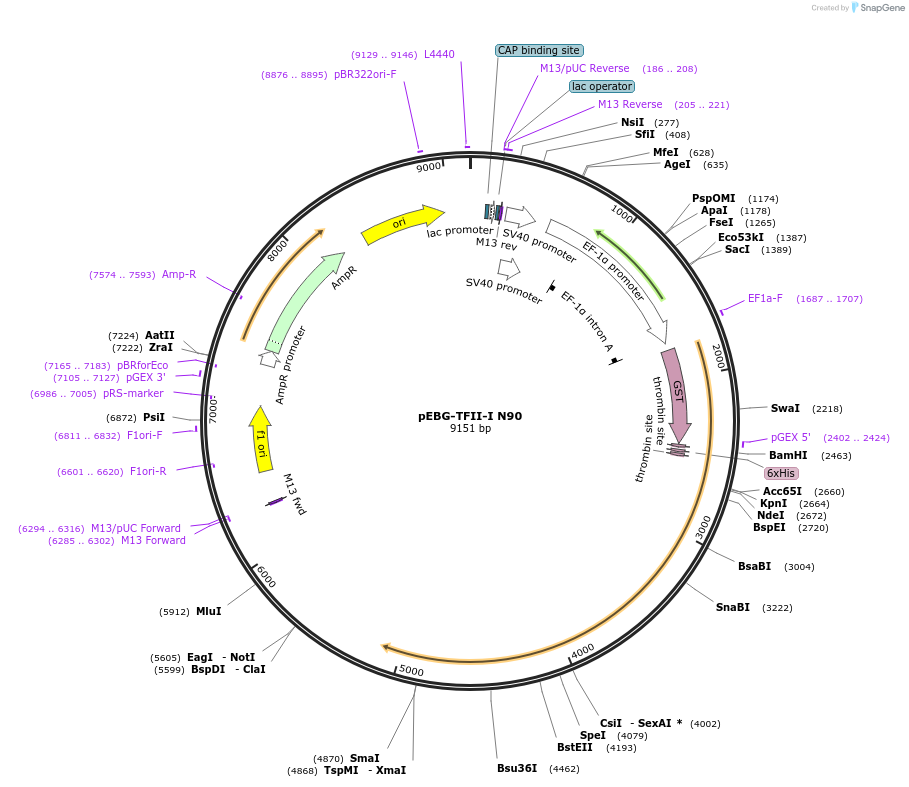 22186-plasmid-map-sequence-id-10163