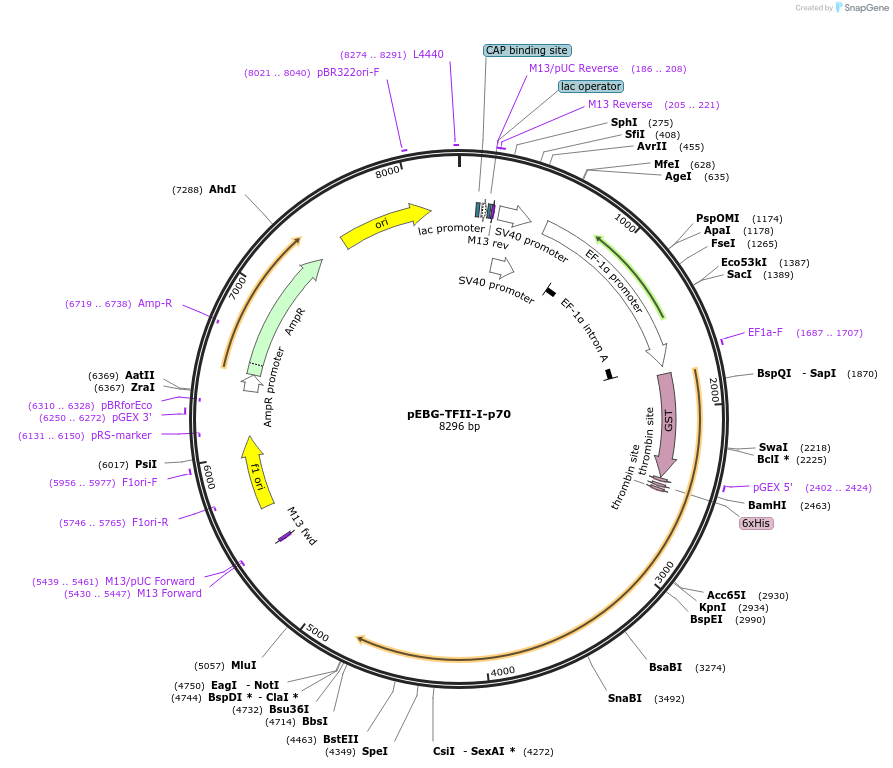 22187-plasmid-map-sequence-id-10164