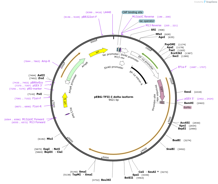 22188-plasmid-map-sequence-id-10165