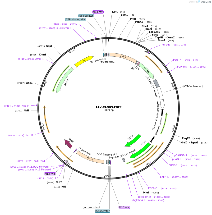 22212-plasmid-map-sequence-id-10179