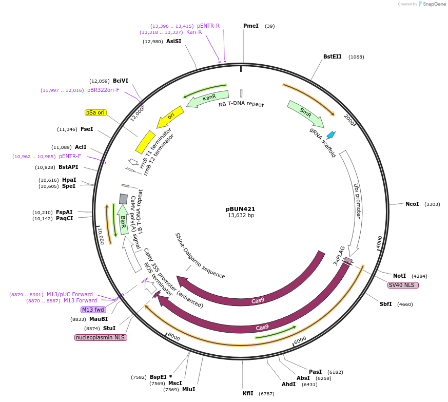 62204-plasmid-map-sequence-id-101817