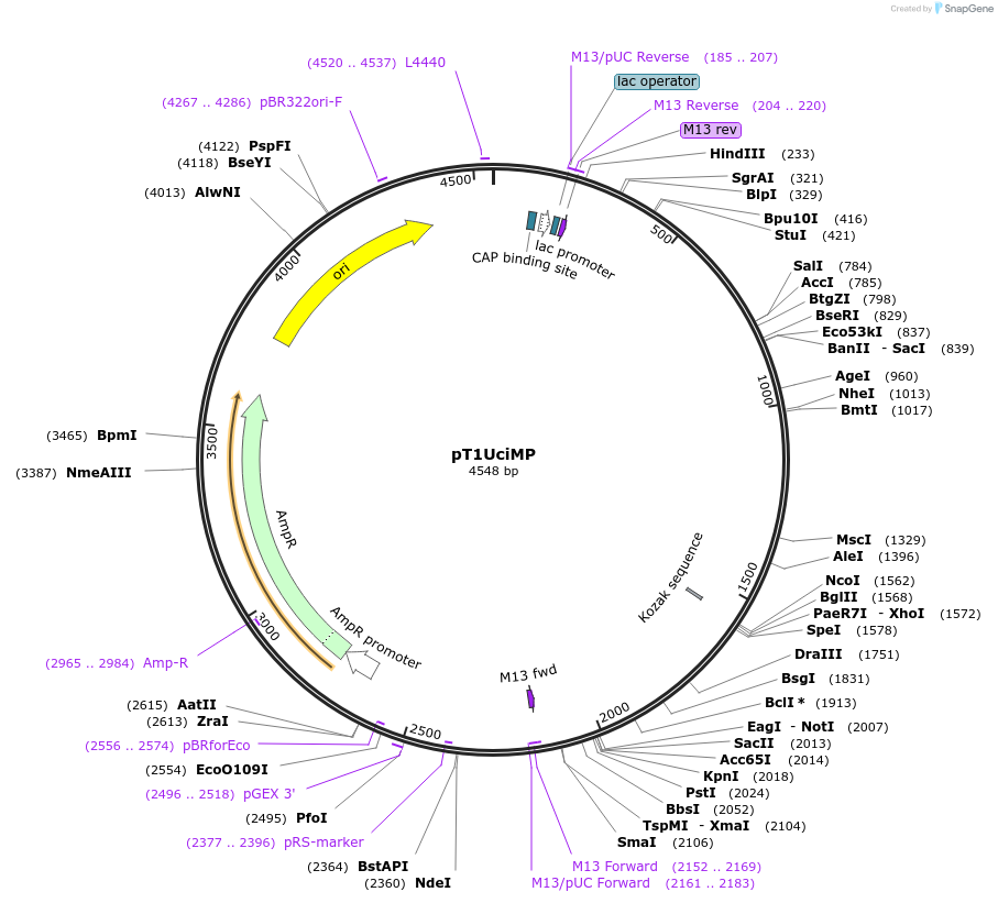 62215-plasmid-map-sequence-id-101854