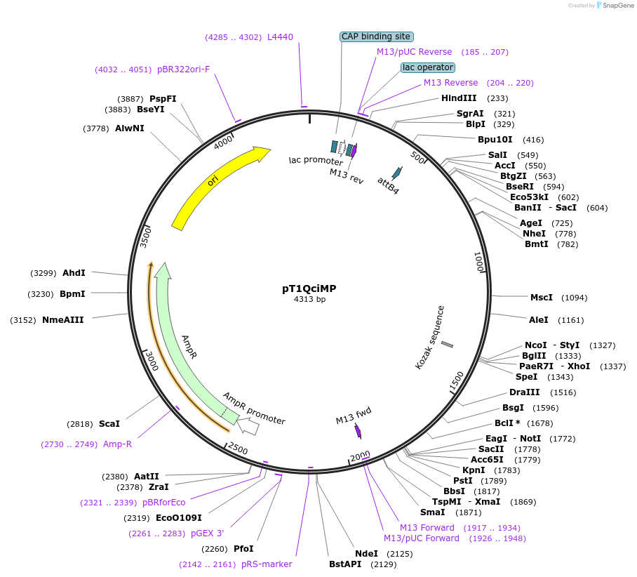 62216-plasmid-map-sequence-id-101855