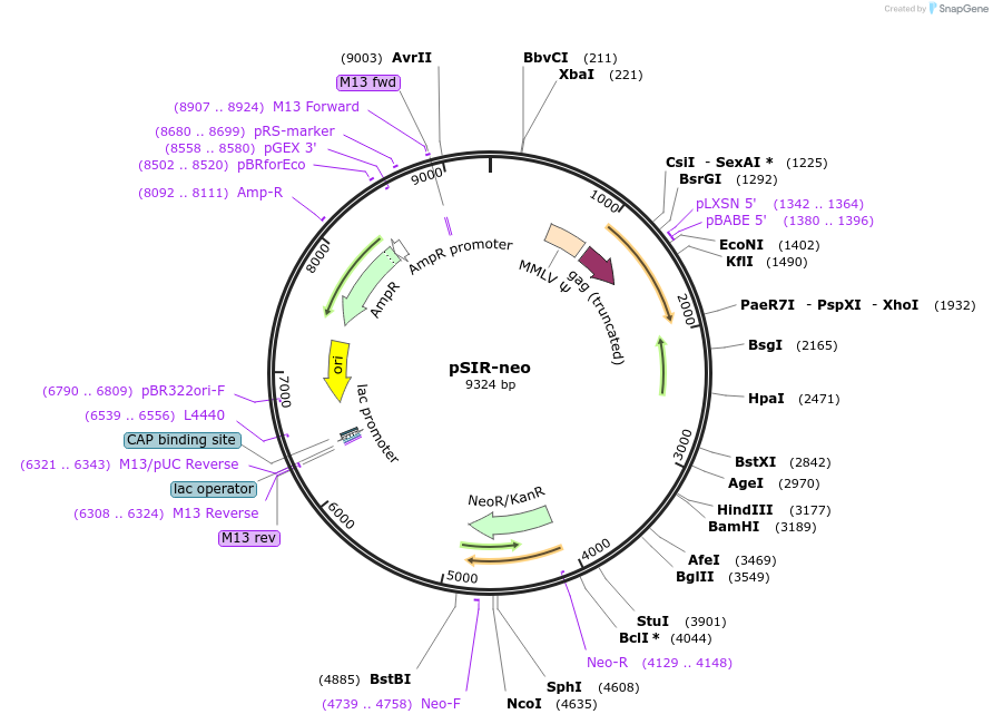 51128-plasmid-map-sequence-id-101863