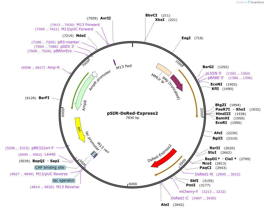 51135-plasmid-map-sequence-id-101865