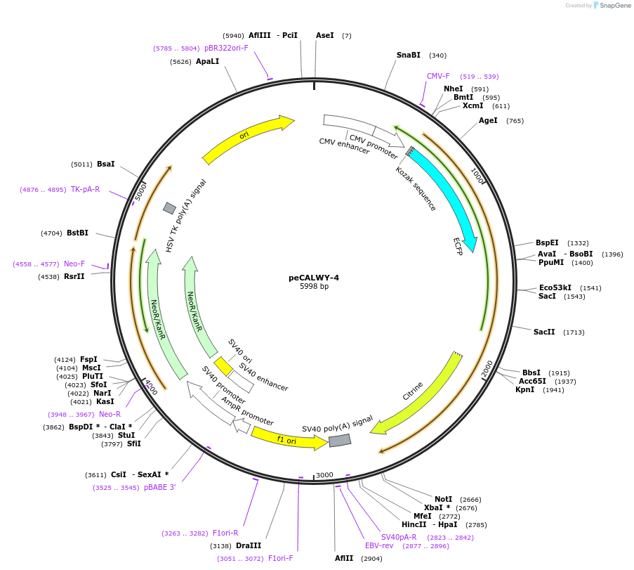22236-plasmid-map-sequence-id-10189