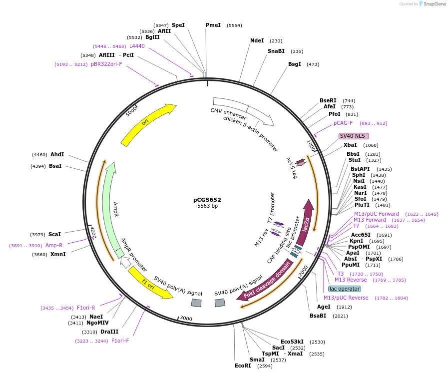 62220-plasmid-map-sequence-id-101922