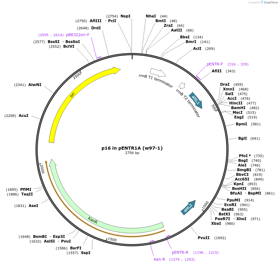 22257-plasmid-map-sequence-id-10197