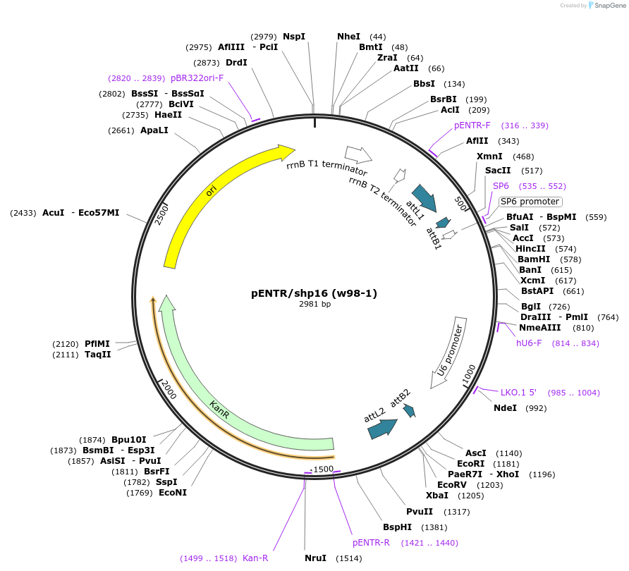 22258-plasmid-map-sequence-id-10198