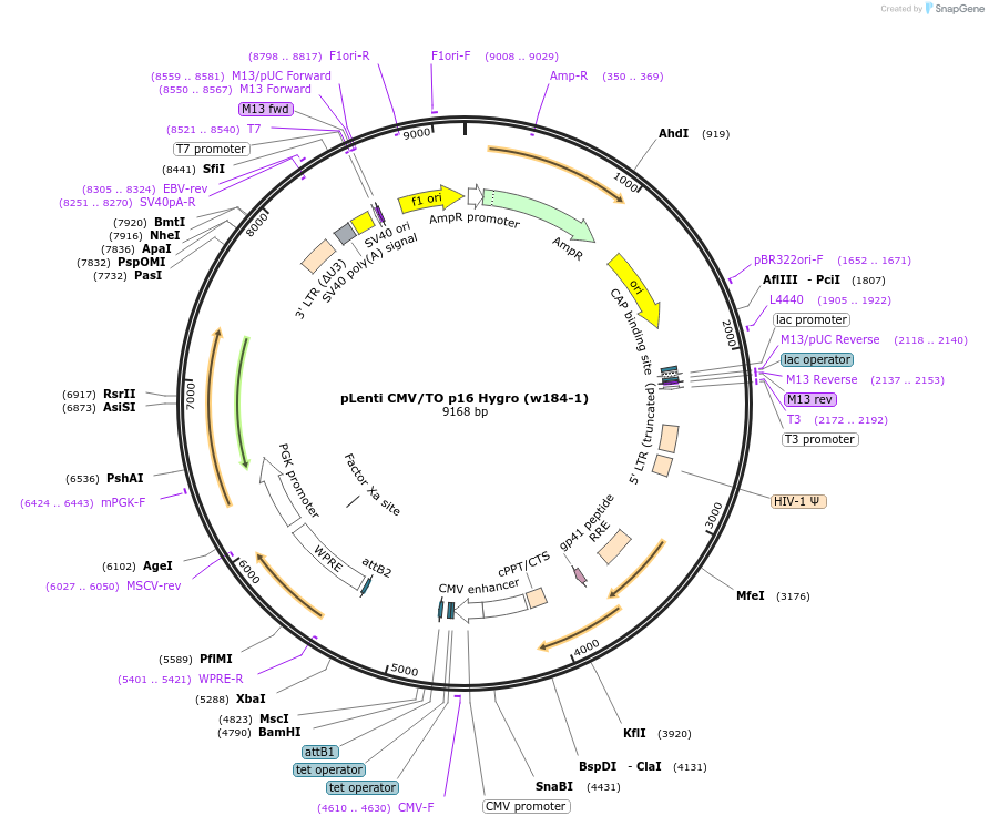 22263-plasmid-map-sequence-id-10203