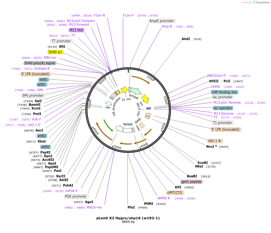 22264-plasmid-map-sequence-id-10204