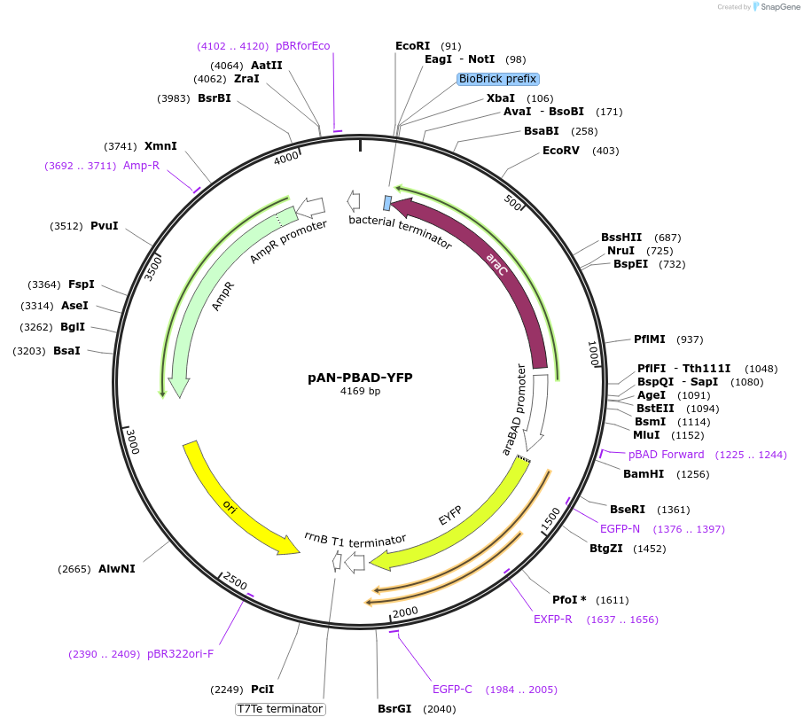 62246-plasmid-map-sequence-id-102041