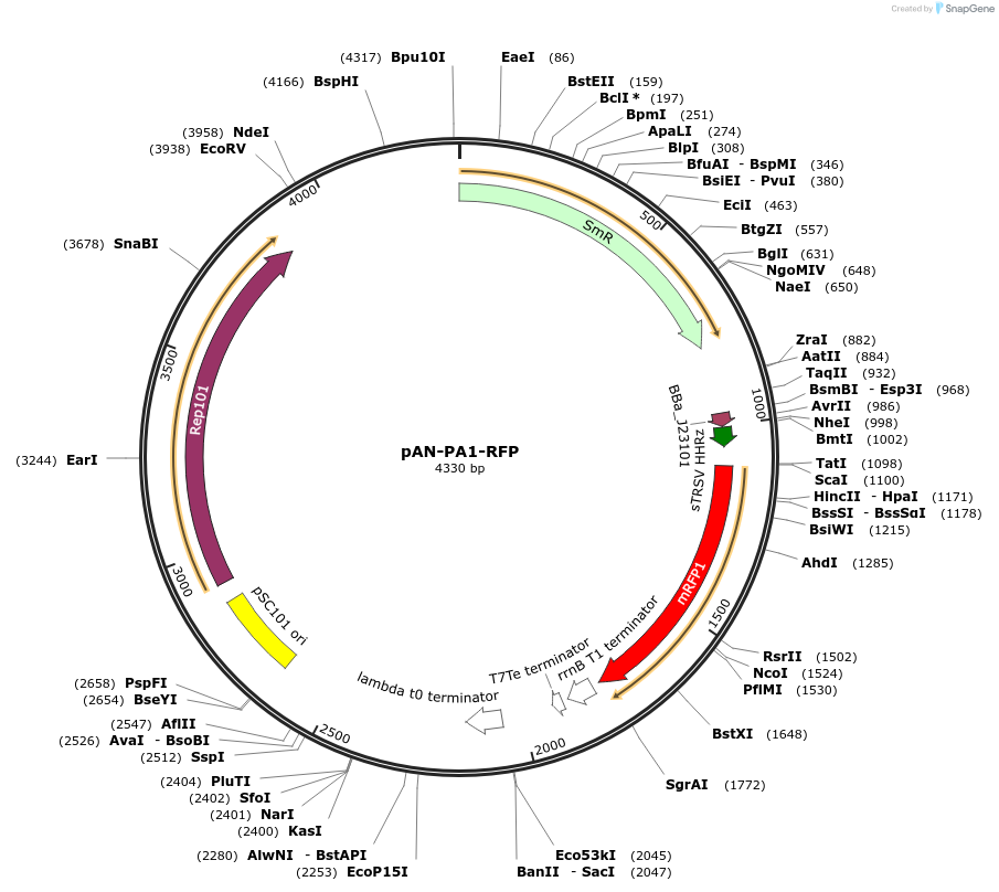 62247-plasmid-map-sequence-id-102044