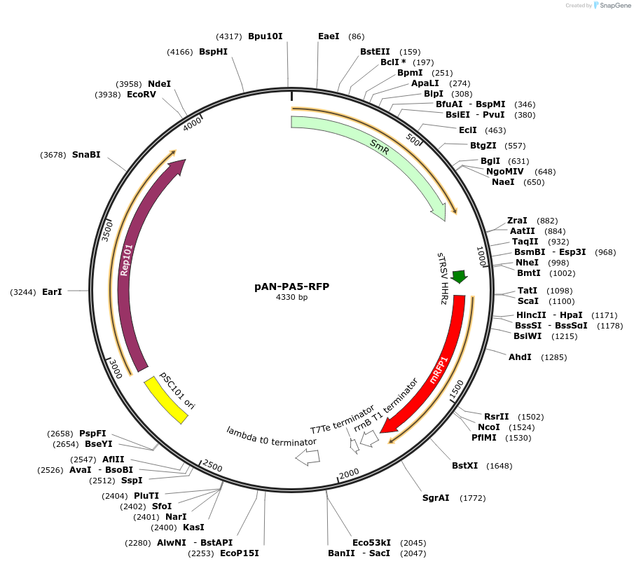 62251-plasmid-map-sequence-id-102051