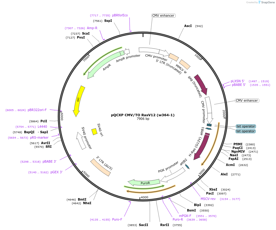 22268-plasmid-map-sequence-id-10208