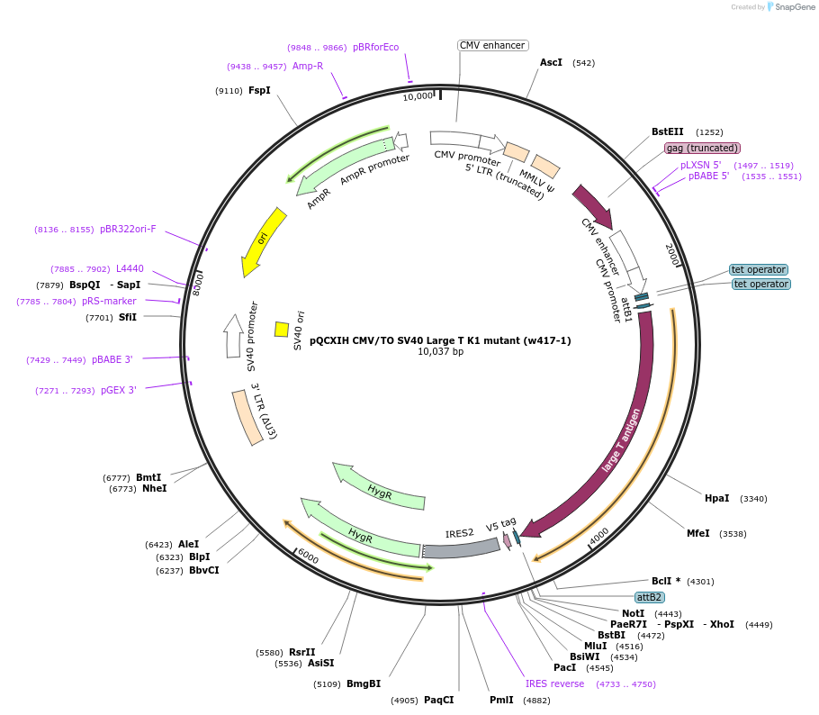 22273-plasmid-map-sequence-id-10211
