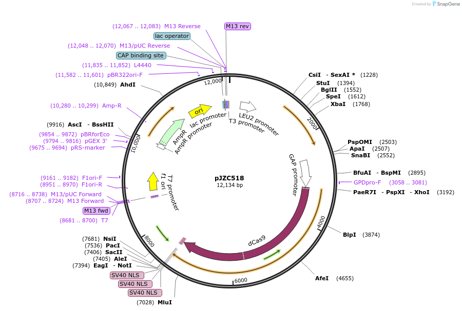 62277-plasmid-map-sequence-id-102112