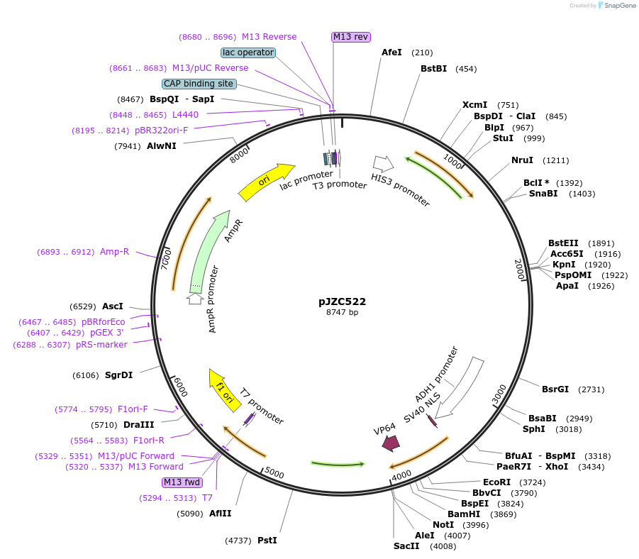 62279-plasmid-map-sequence-id-102113
