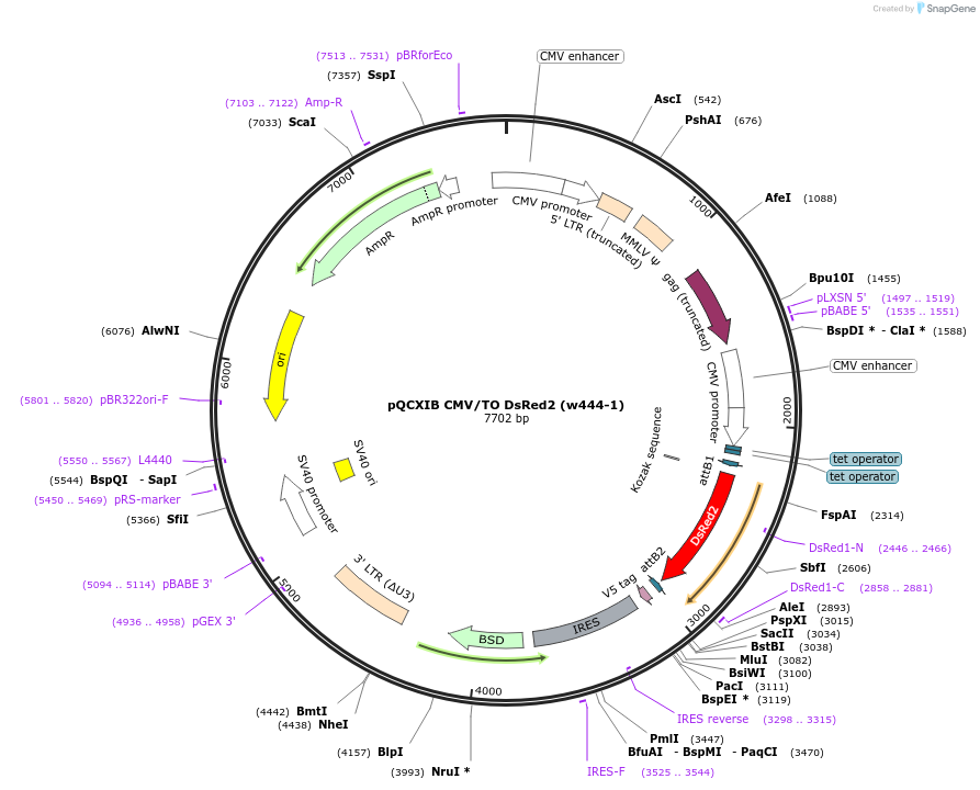 22274-plasmid-map-sequence-id-10212