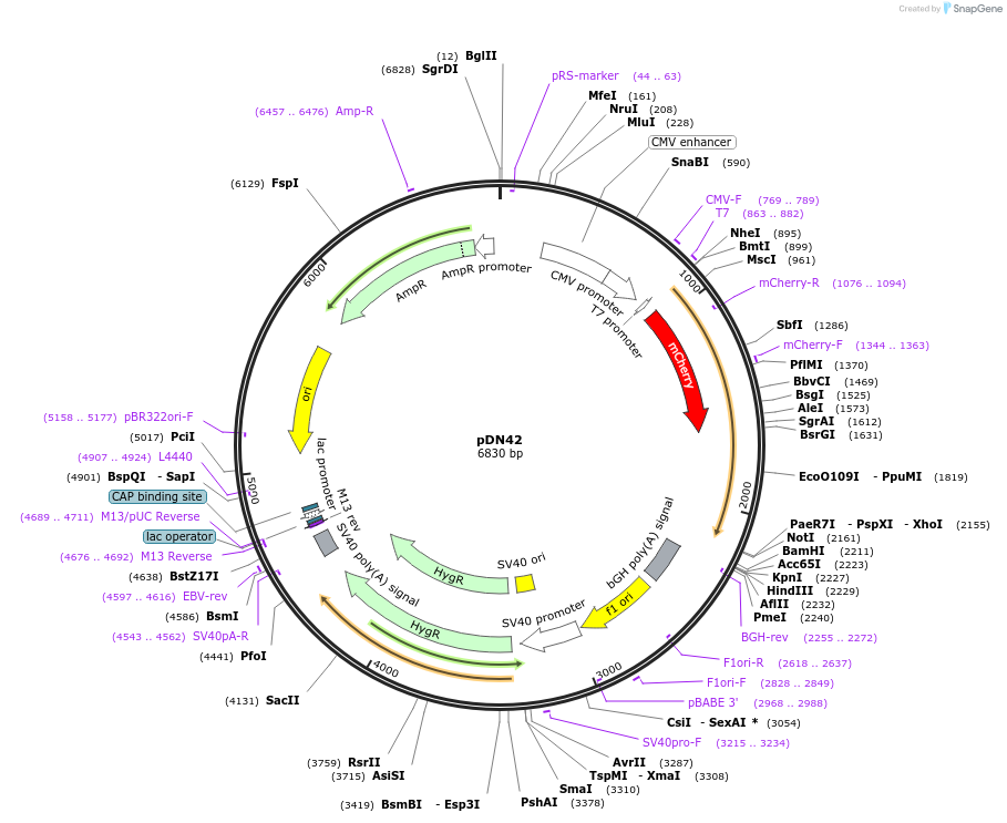 61345-plasmid-map-sequence-id-102128