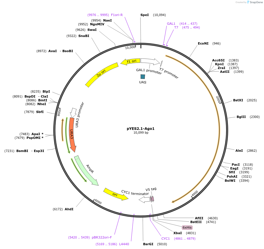 22306-plasmid-map-sequence-id-10219
