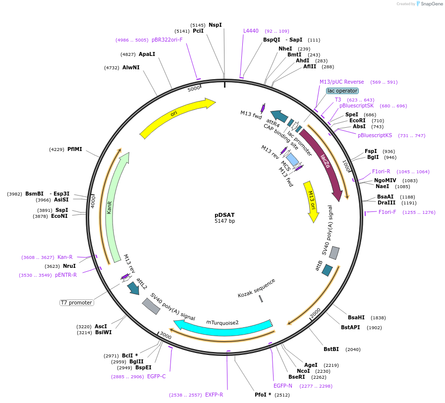62290-plasmid-map-sequence-id-102192