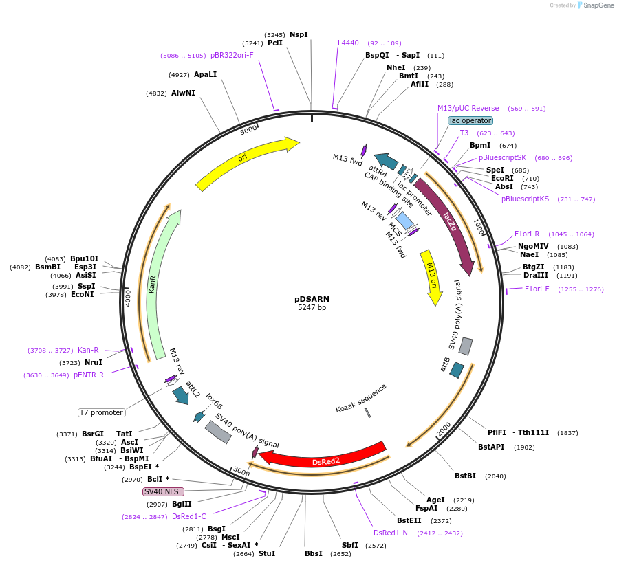 62295-plasmid-map-sequence-id-102197