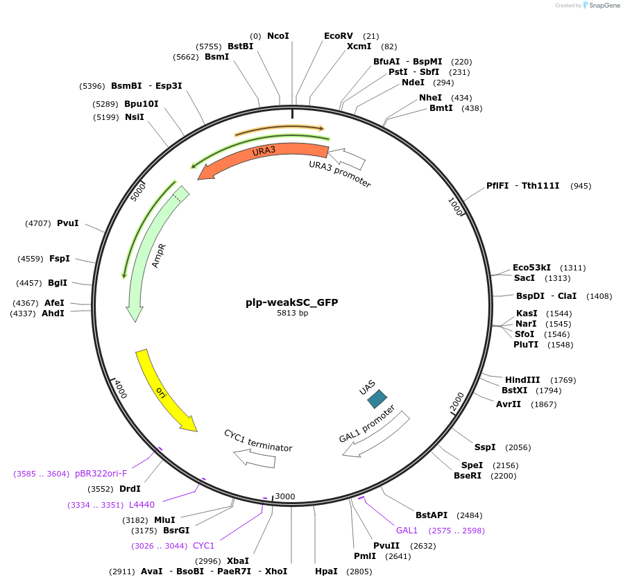 22311-plasmid-map-sequence-id-10222