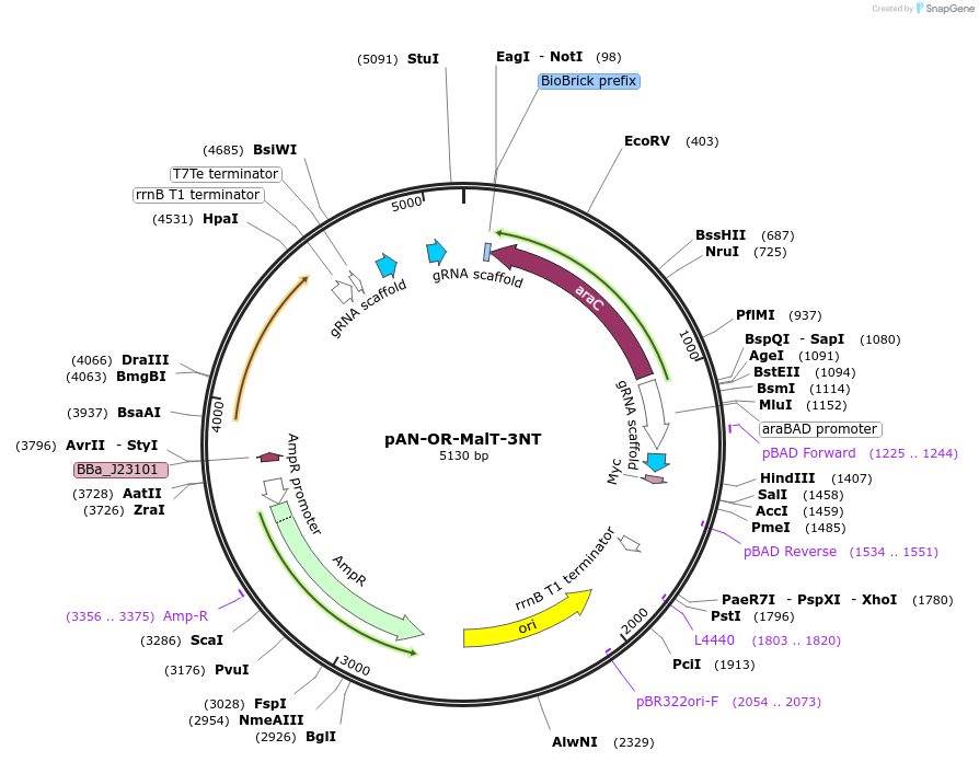 62309-plasmid-map-sequence-id-102224