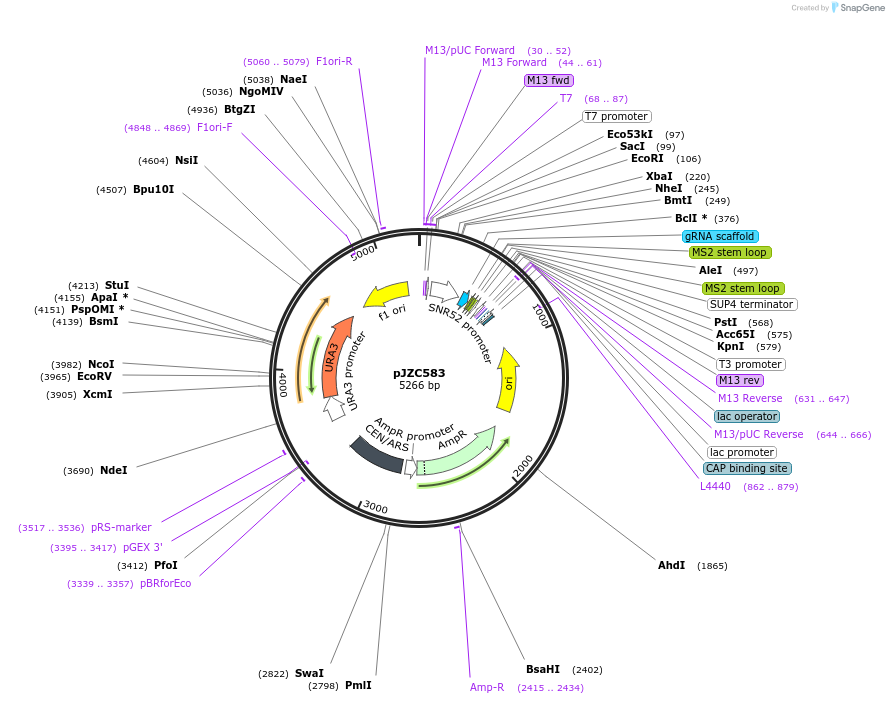 62314-plasmid-map-sequence-id-102230