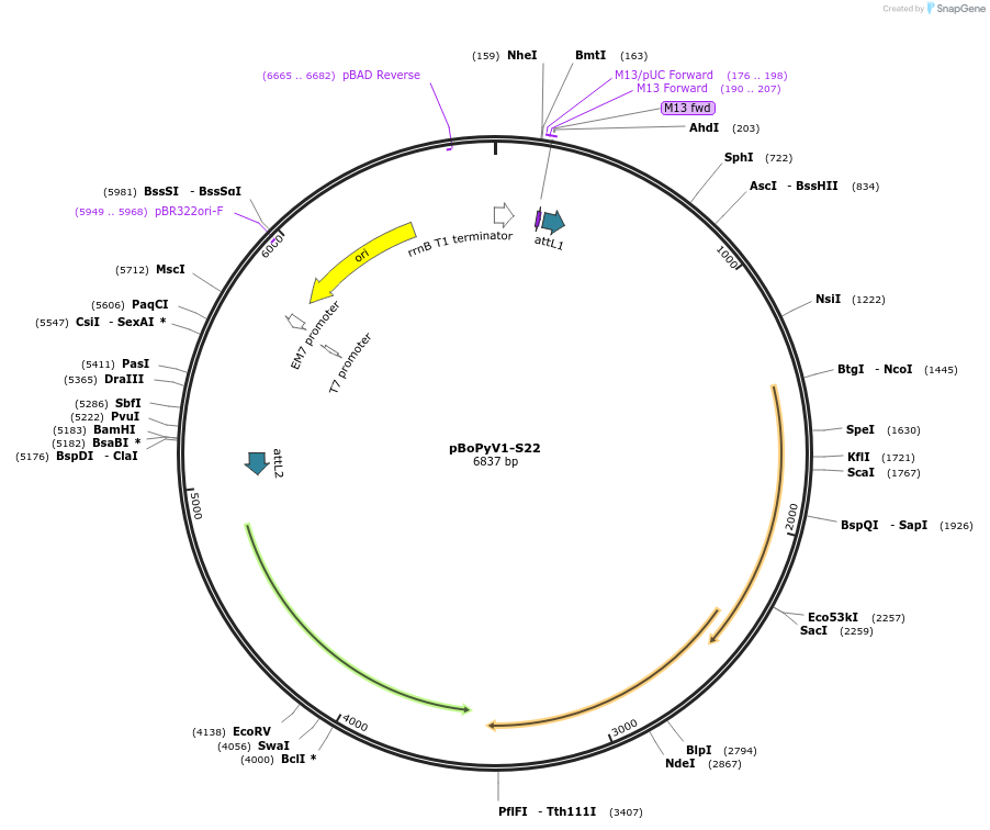 62326-plasmid-map-sequence-id-102249