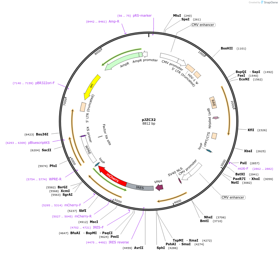 62327-plasmid-map-sequence-id-102250